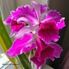 Laelia purpurata var.flammea(Seidel).